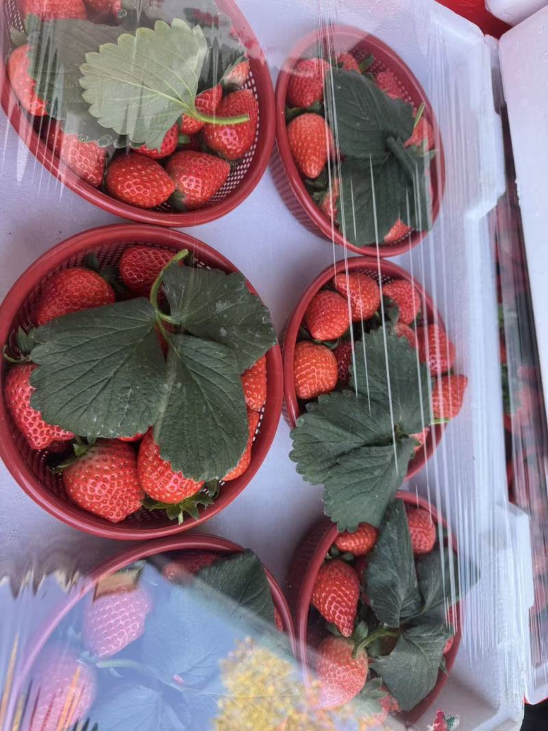 精品草莓宁玉草一手货源支持全国发货有需要的老板可以下单了