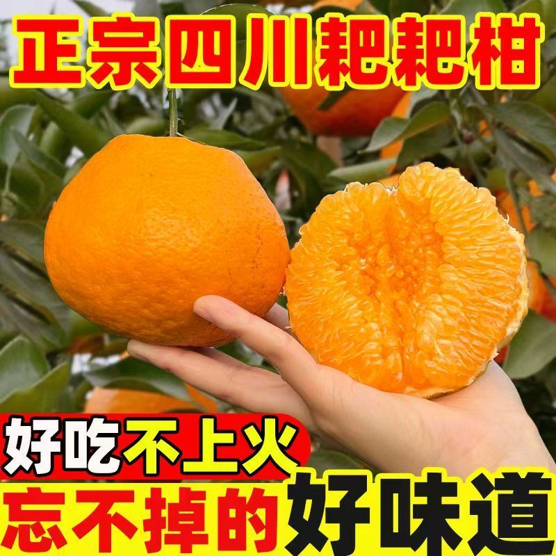 《精选》四川耙耙柑春见柑橘基地直发保质保量一条龙服务