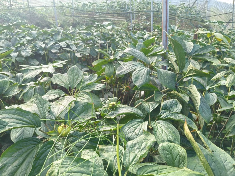 精品重楼来袭保质保量随时可聊