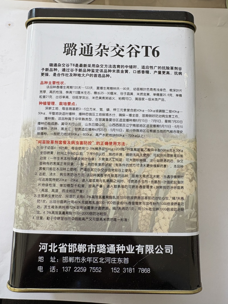 璐通杂交T6谷子种子500克装厂家直销品质保障