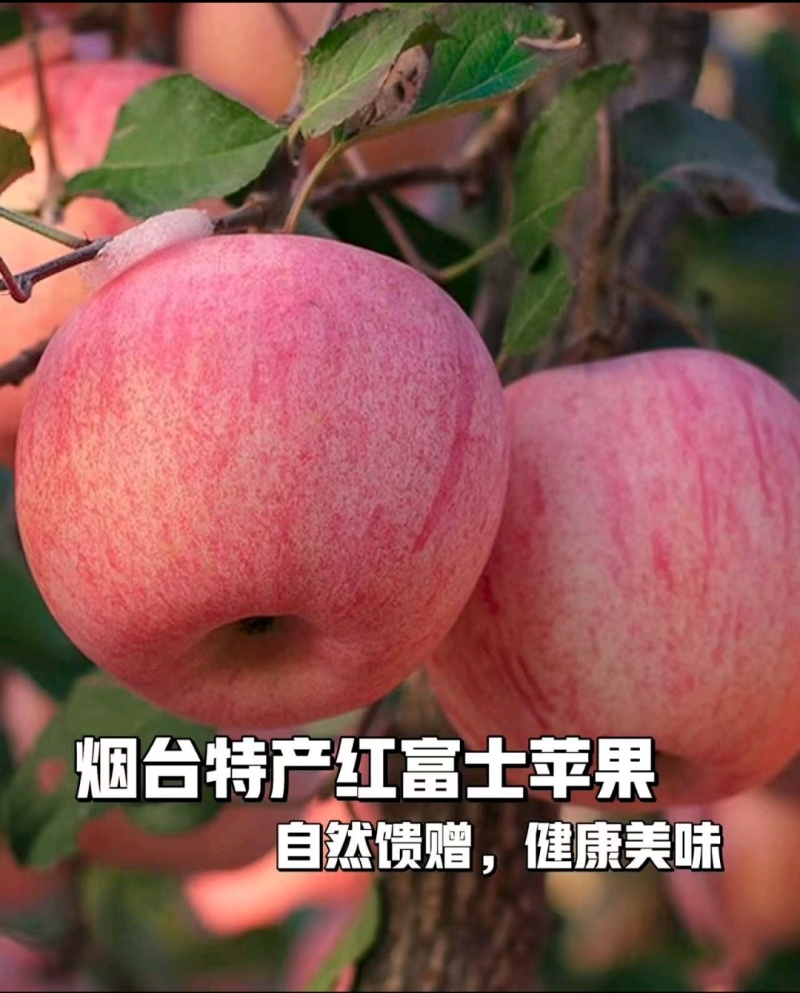 烟台红富士一件代发，箱装5斤和10斤，专业电商货