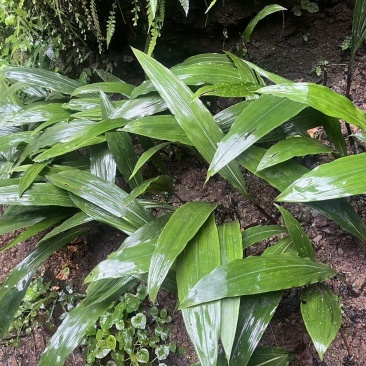 毛慈菇种苗，纯紫花品种。