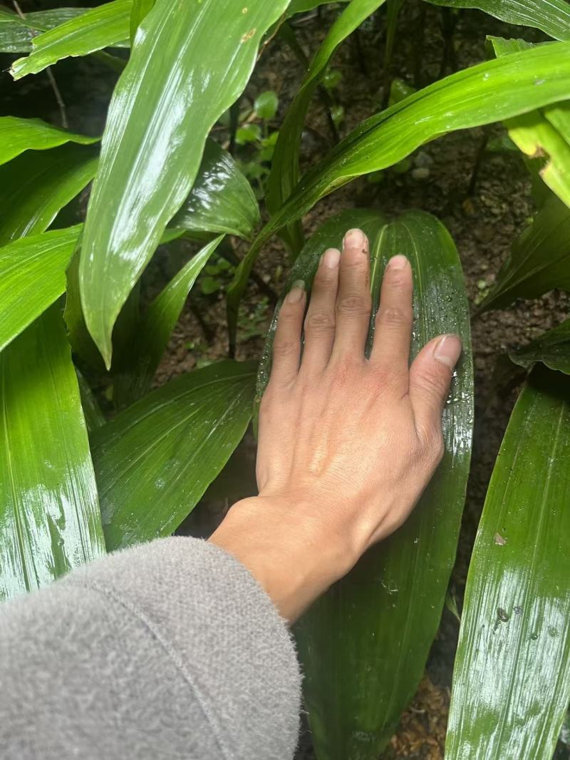 毛慈菇种苗，纯紫花品种。