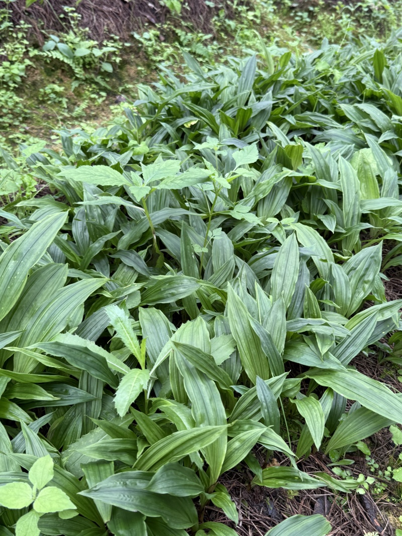 毛慈菇种苗，纯紫花品种。