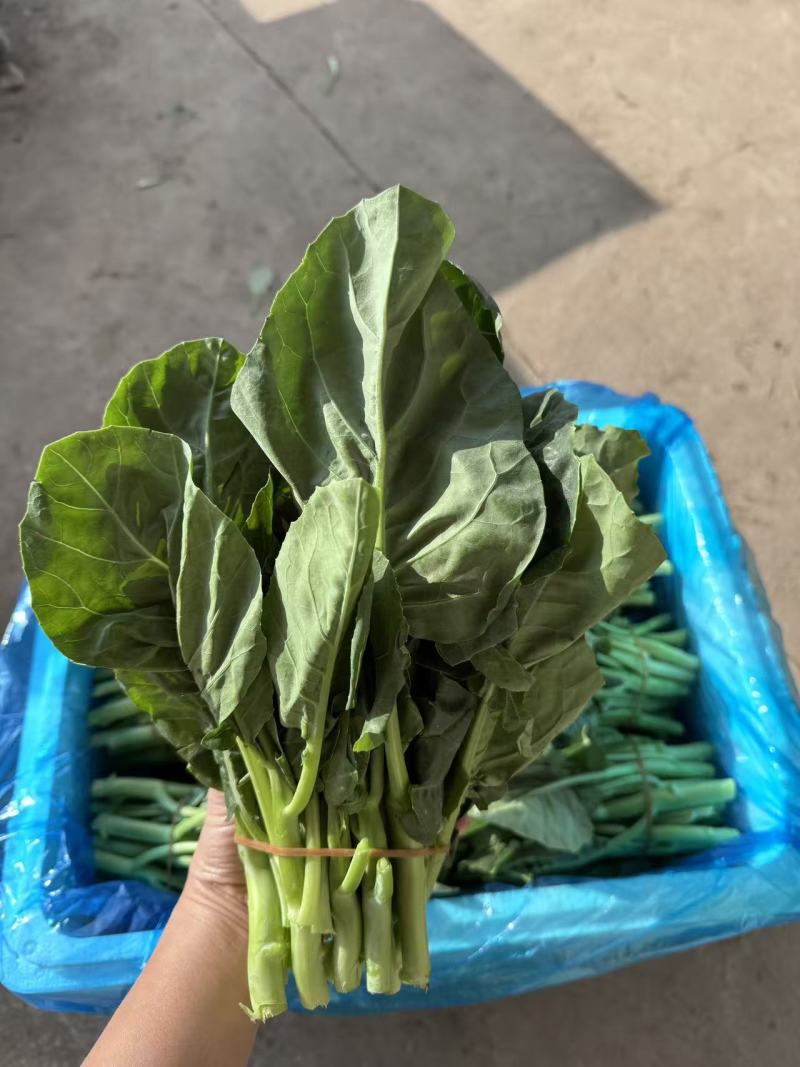 中花芥兰，芥兰，产地直供，价格便宜长期供货，提供打冷打包