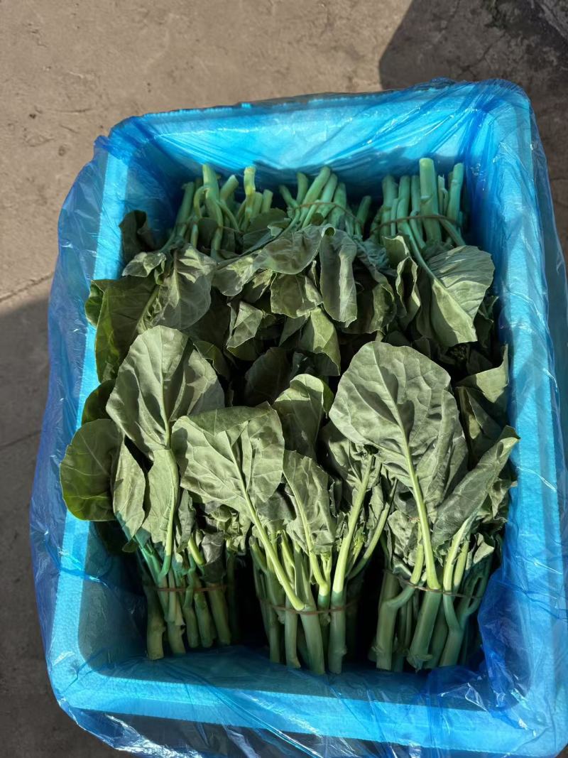 中花芥兰，芥兰，产地直供，价格便宜长期供货，提供打冷打包