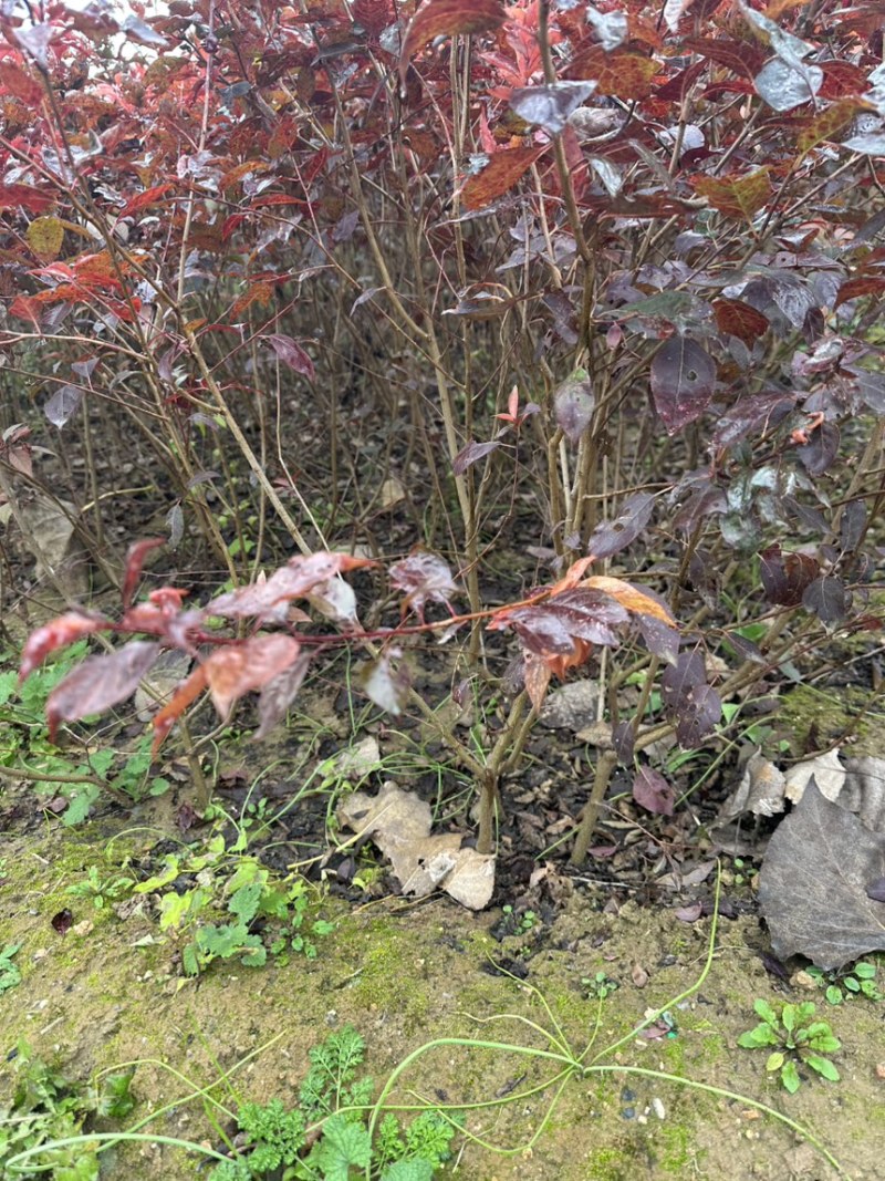 红叶李杯苗1米紫叶李土球裸根苗工程绿化小苗