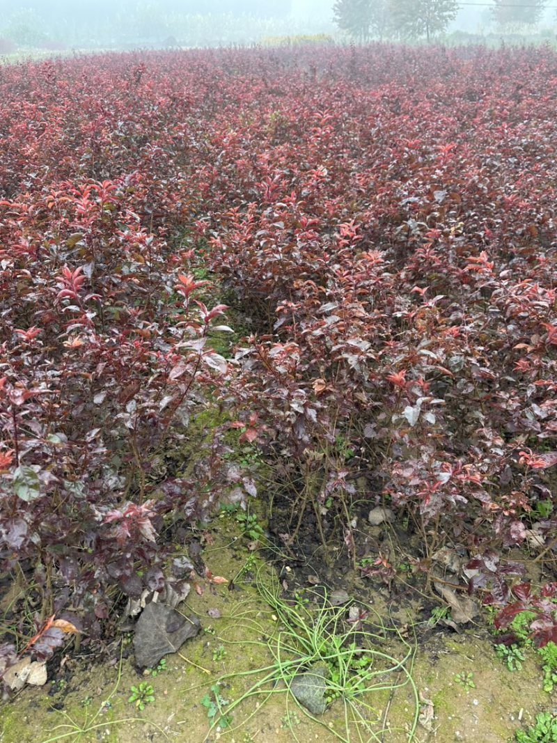 红叶李杯苗1米紫叶李土球裸根苗工程绿化小苗