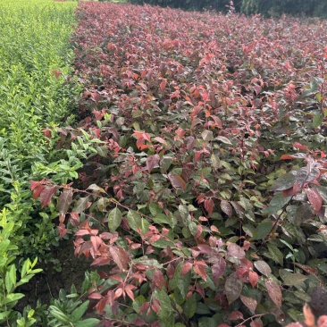 红叶李杯苗1米紫叶李土球裸根苗工程绿化小苗