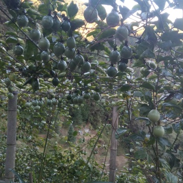 高山钦蜜九号百香果纯甜可以送礼一件代发