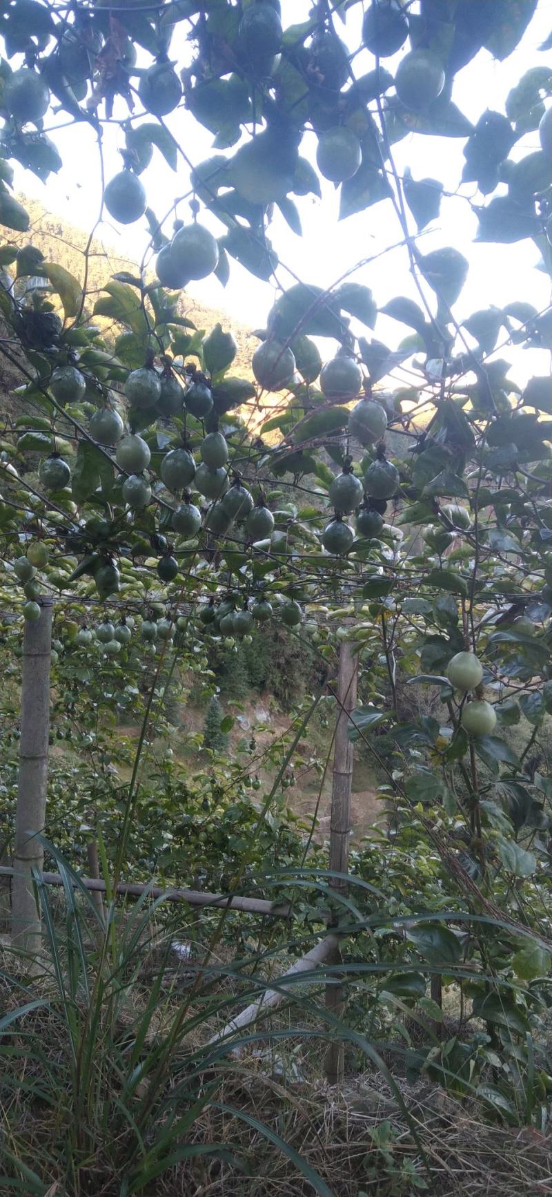 高山钦蜜九号百香果纯甜可以送礼一件代发