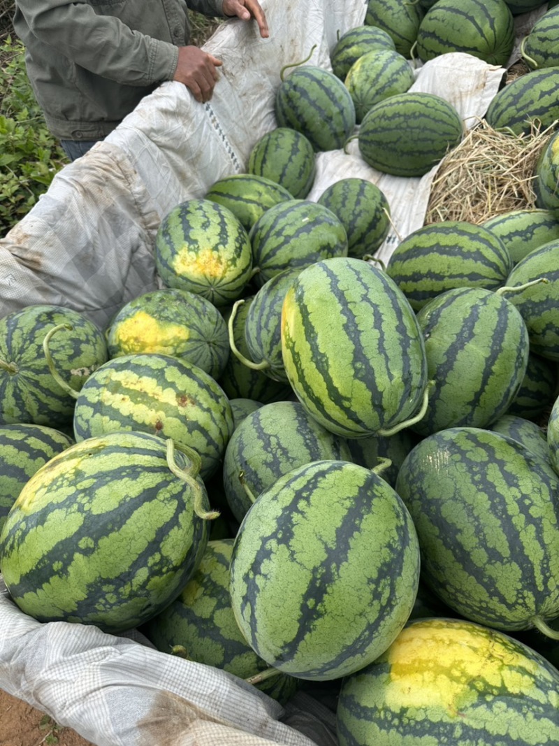 甜王西瓜大量上市精品好货大量供应全国市场
