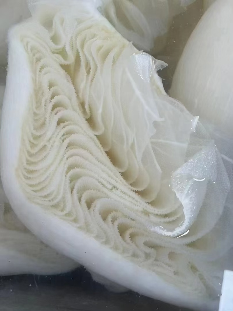 火锅毛肚