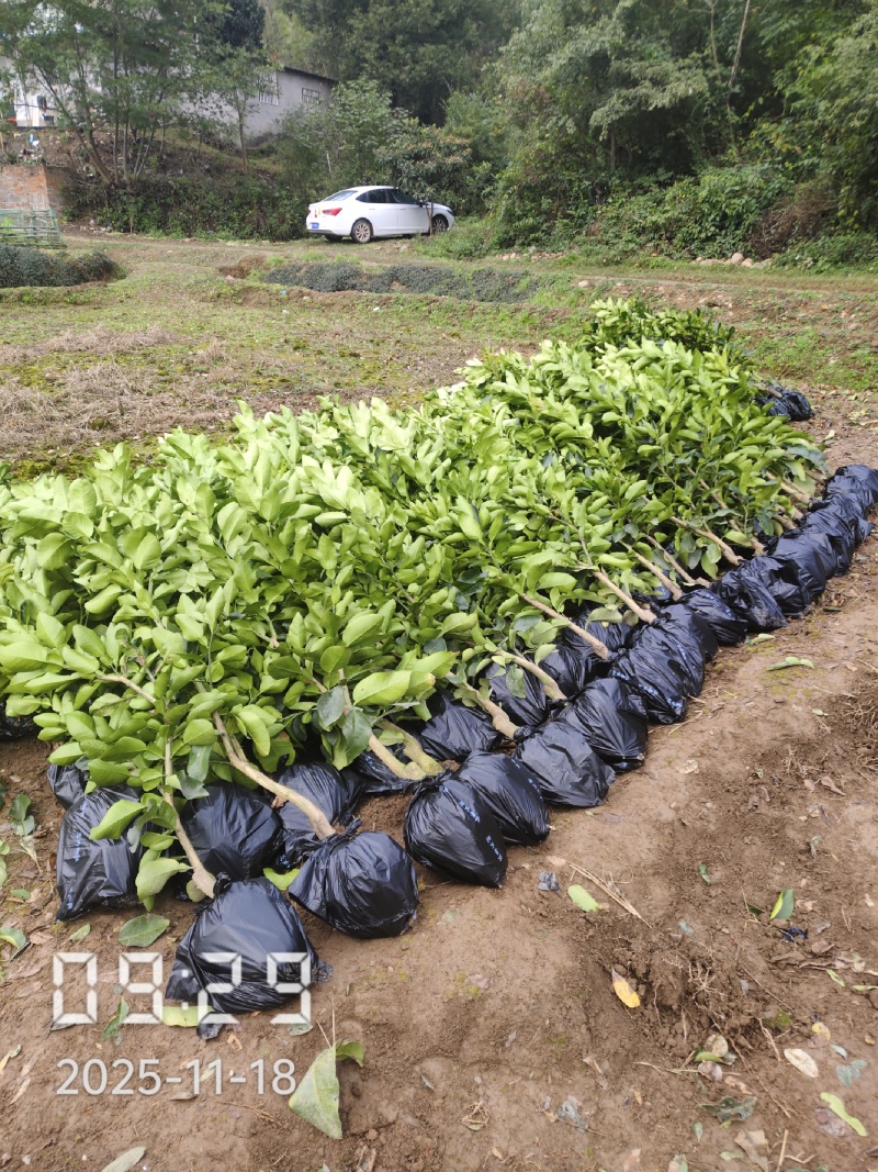 1.5公分的葡萄柚苗大量供应，保证品种品质，欢迎选购