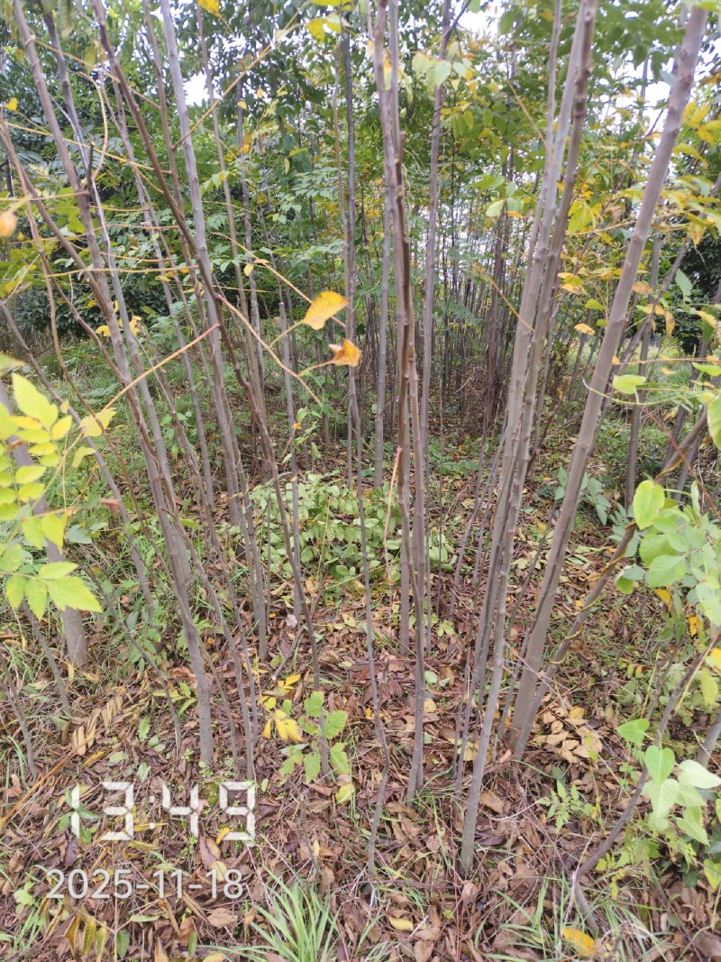 2公分栾树