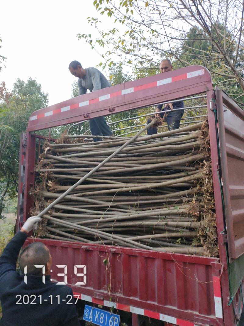 2公分栾树