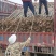 2公分栾树