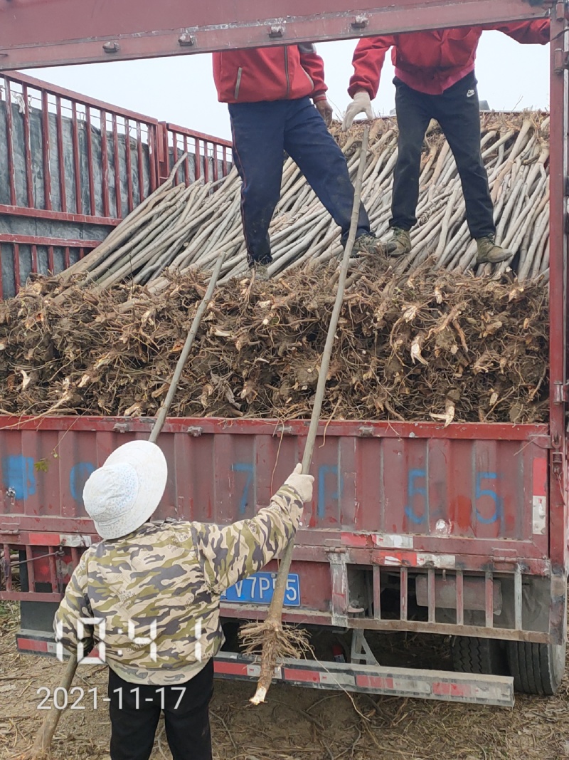 2公分栾树