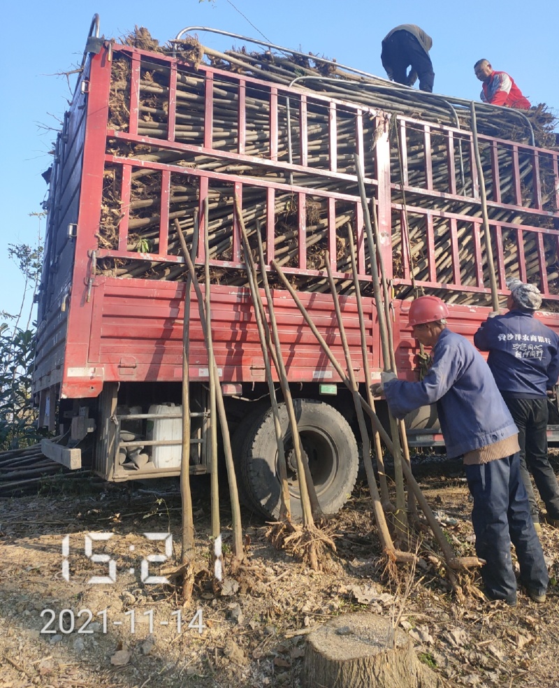 2公分栾树