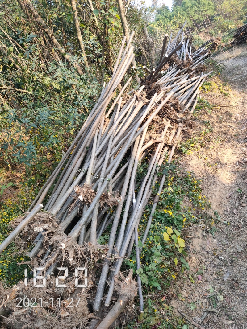 2公分栾树