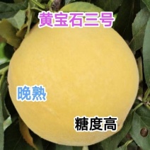 黄桃苗，黄宝石3号，浓甜不酸，九月成熟，保证质量