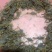 带籽孕蝎。5龄蝎子4龄蝎子。各种死蝎子