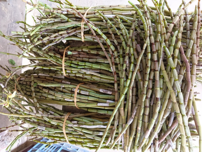 云南软脚铁皮石斛/露天鲜货石斛/农户种植一手货源现摘现发