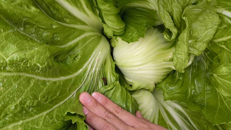 芥菜芥菜球，产地直发，大量上市源自核心主产区，自然孕育
