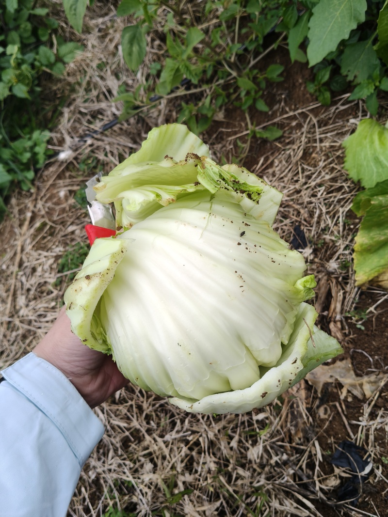 芥菜芥菜球，产地直发，大量上市源自核心主产区，自然孕育
