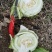 芥菜芥菜球，产地直发，大量上市源自核心主产区，自然孕育