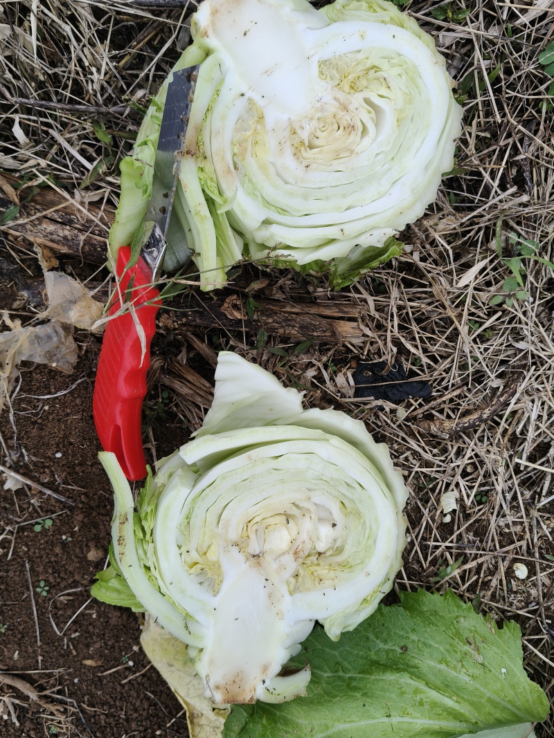 芥菜芥菜球，产地直发，大量上市源自核心主产区，自然孕育