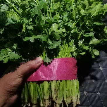 大量铁杆青香菜