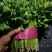 大量铁杆青香菜