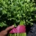 大量铁杆青香菜