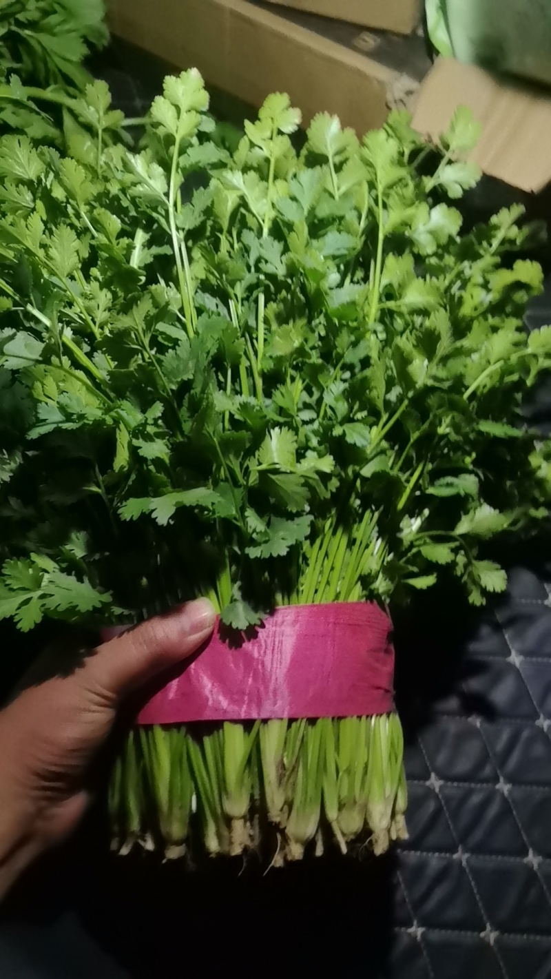 大量铁杆青香菜