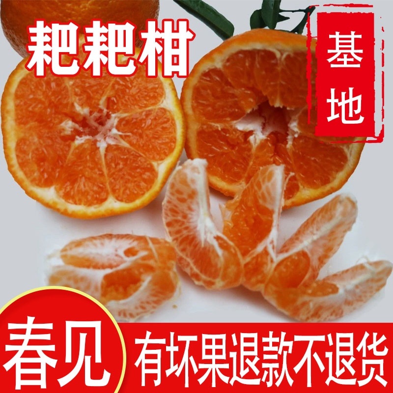 四川春见耙耙柑新品上市应季水果柑橘包邮一件代发整车发货