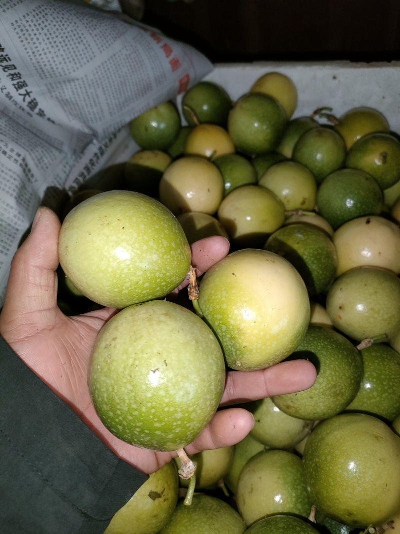 黄金百香果
