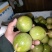 黄金百香果