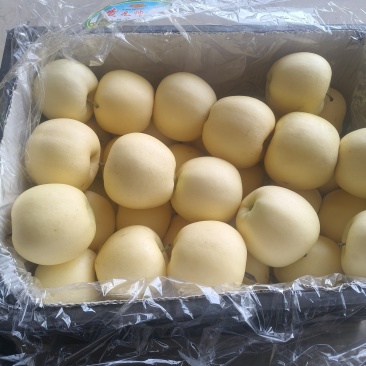 辽宁精品黄元帅苹果/苹果/精品/全国供应