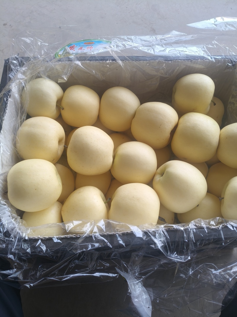 辽宁精品黄元帅苹果/苹果/精品/全国供应