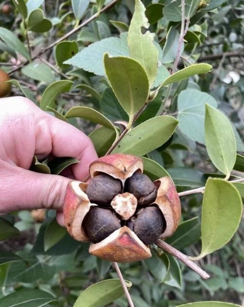 卖油茶籽可炸油