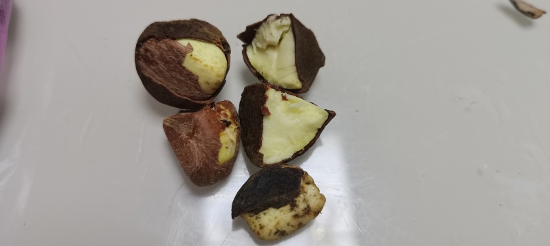 卖油茶籽可炸油