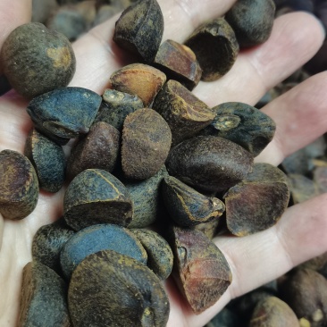 卖油茶籽可炸油