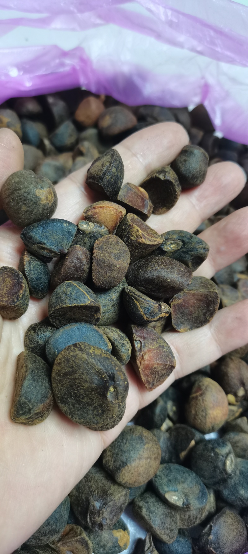卖油茶籽可炸油