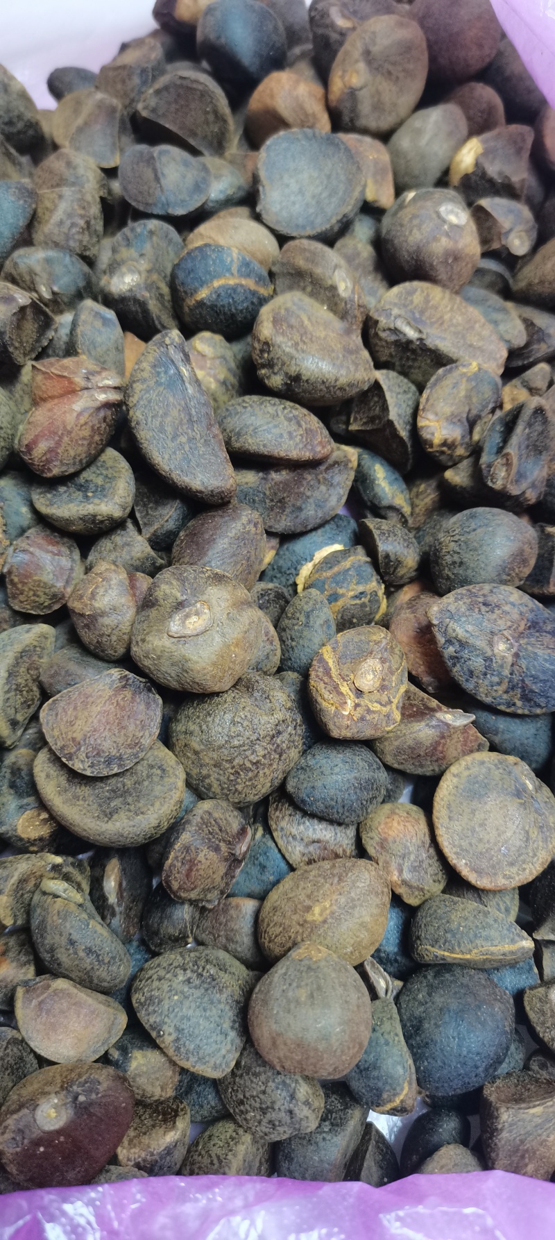 卖油茶籽可炸油