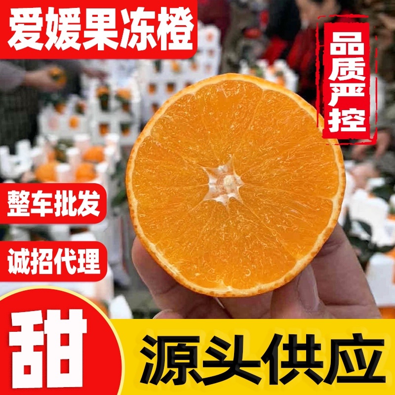 爱媛38号果冻橙新品上市一件代发整车发货实力产地源头直发