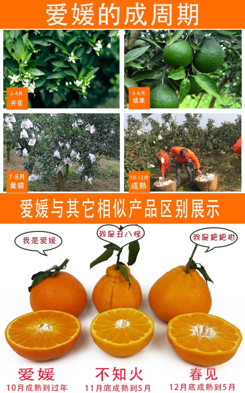 爱媛38号果冻橙新品上市一件代发整车发货实力产地源头直发