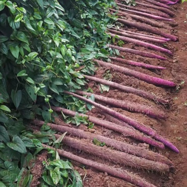 云南正宗小叶紫玉淮山批发