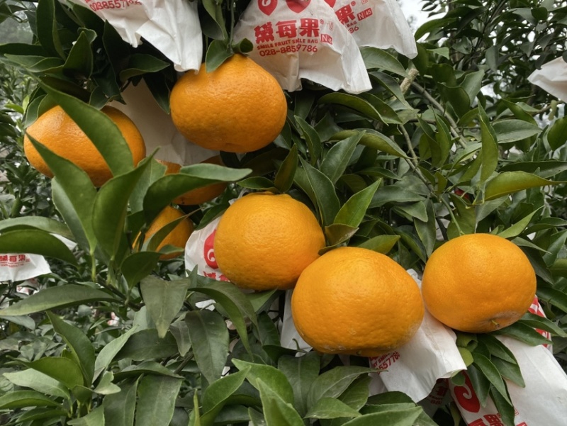 明日见柑橘新品种支持一件代发整车批发非常甜