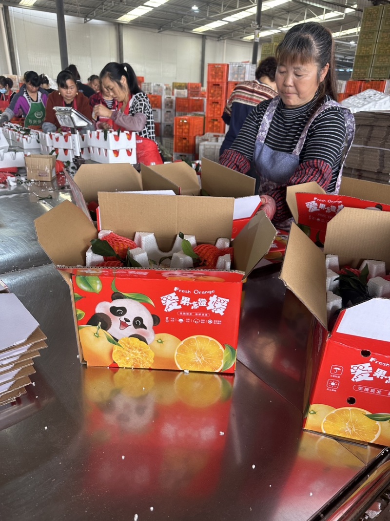 明日见柑橘新品种支持一件代发整车批发非常甜